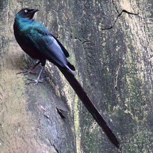 Long-Tailed Glossy Starling