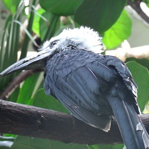 White-Crested Hornbill