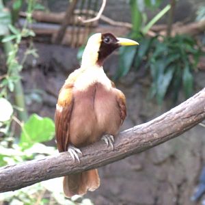 Red Bird-of-Paradise