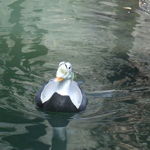 Spectacled Eider