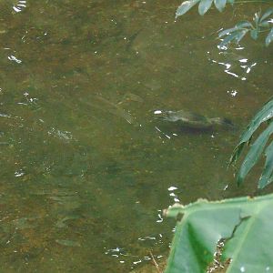Ruddy Duck Underwater