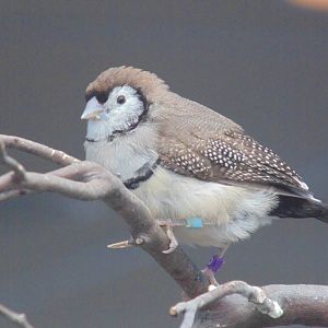 Owl Finch