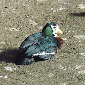 Male African Pygmy Goose