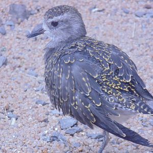 American Golden Plover