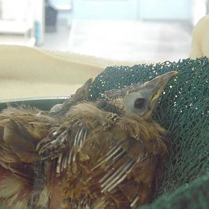 Blue Faced Honeyeater Chicks