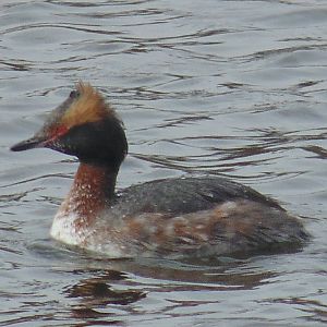 Horned Grebe Breeding Plumage