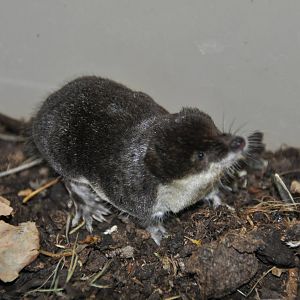 European water shrew/ Neomys fodiens