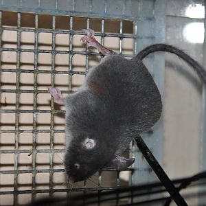 Chinese pygmy dormouse/ Typhlomys cinereus