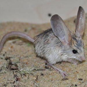Long-eared jerboa/ Euchoreutes naso