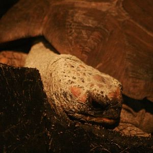 Yellow-footed Tortoise