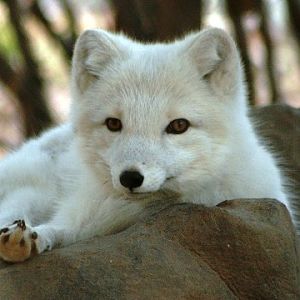 Arctic Fox