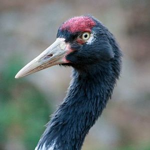 Black-necked Crane