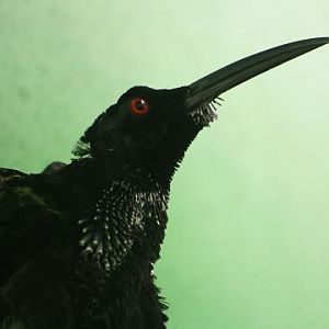 Twelve-wired Bird-of-paradise