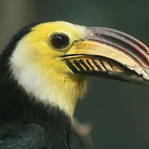 Sulawesi Hornbill