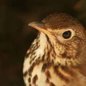 Song Thrush