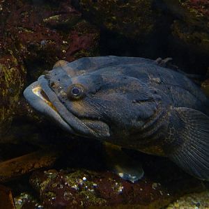 Halobatrachus didactylus (toadfish)
