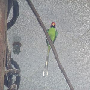 Plum-Headed Parakeet