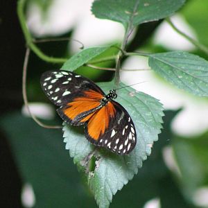 Passiflora butterfly species