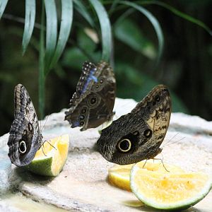 Butterfly feeding place