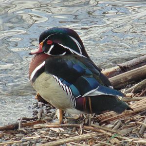 Wood Duck