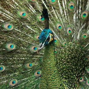 Green Peafowl
