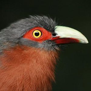 Chestnut-breasted Malkoha
