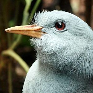 Kagu