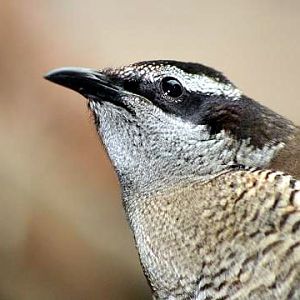 Superb Bird-of-paradise