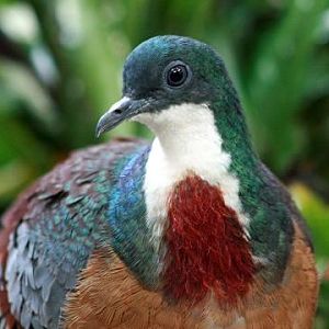 Mindanao Bleeding-heart