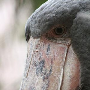 Shoebill
