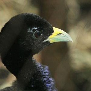 Pale-winged Trumpeter