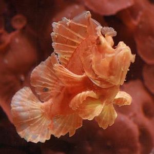 Eschmeyer's Scorpionfish