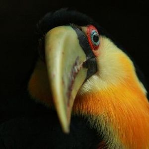 Red-breasted Toucan