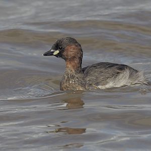 Little grebe