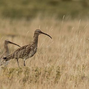 Curlew?