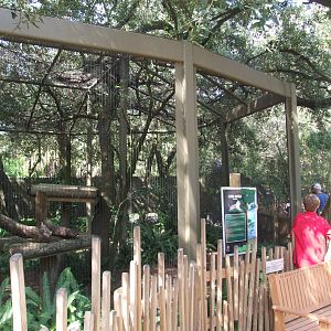 Florida Panther Exhibit Viewing at Lowry Park, 13/10/13