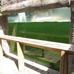 Otter Viewing  at Lowry Park, 13/10/13