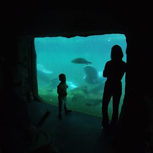 Manatee and Turtle Viewing at Lowry Park, 13/10/13