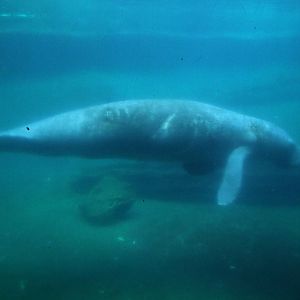 Florida Manatee at Lowry Park, 13/10/13