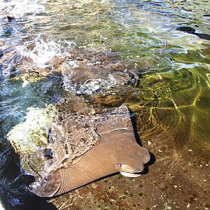 Cownose Rays at Lowry Park, 13/10/13