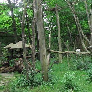 Lemur exhibit 6/9/13