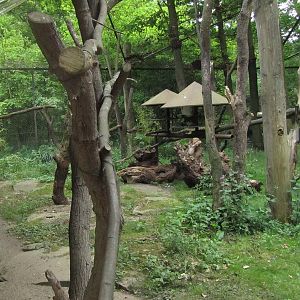 Lemur exhibit 6/9/13