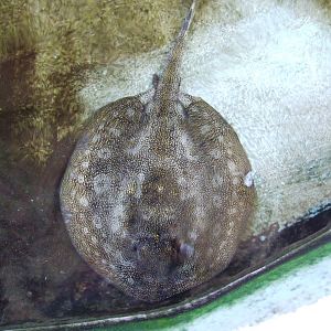 Yellow Stingray at Lowry Park, 13/10/13