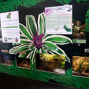 Native Amphibian Exhibits at Lowry Park, 13/10/13