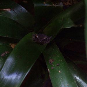 Coqui at Lowry Park, 13/10/13