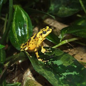 Panamanian Golden Frog at Lowry Park, 13/10/13