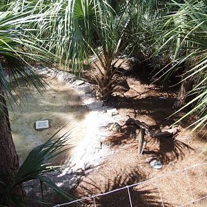 Key Deer and Whooping Crane Exhibit at Lowry Park, 13/10/13