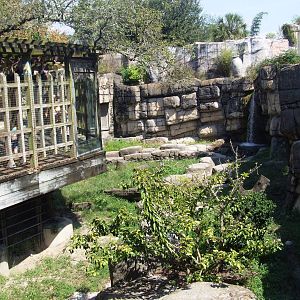 Bear Enclosure at Lowry Park, 13/10/13