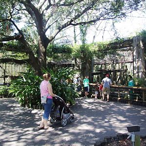 Clouded Leopard Viewing at Lowry Park, 13/10/13