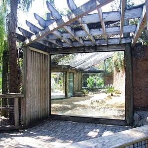 Komodo Dragon Viewing at Lowry Park, 13/10/13